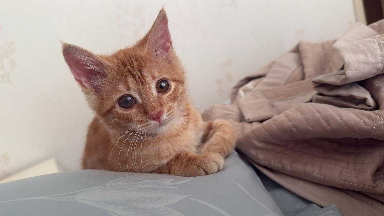 отдам котенка (девочка) в очень хорошие руки