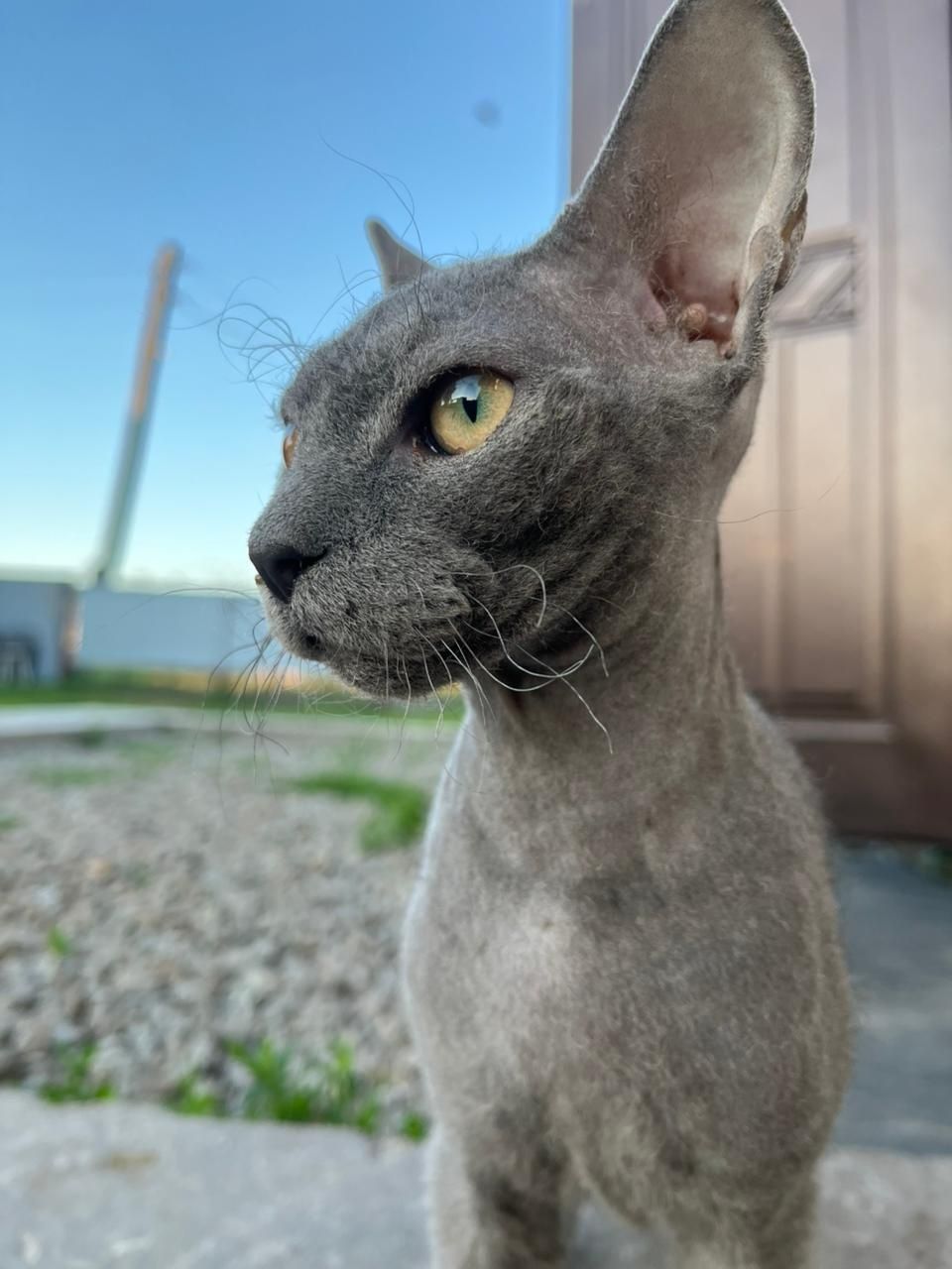 Котики Браш сфинкс