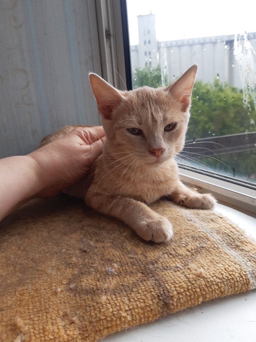 Котята  в добрые руки!