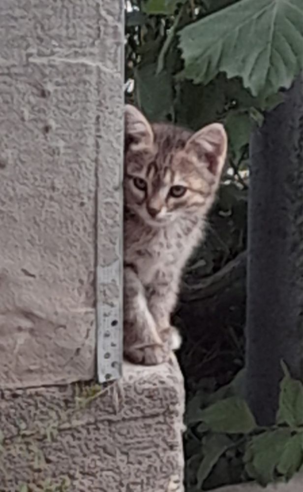 Отдам котят девочек в добрые руки