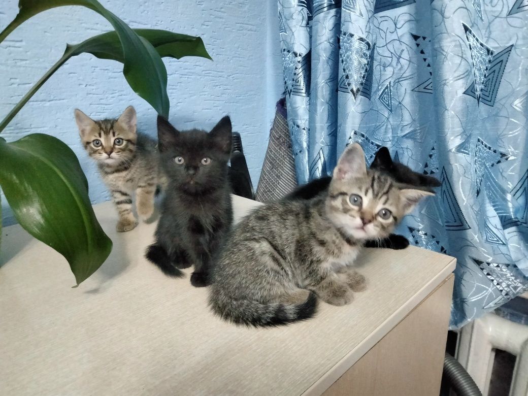 Отдам в добрые руки котят полубританцы