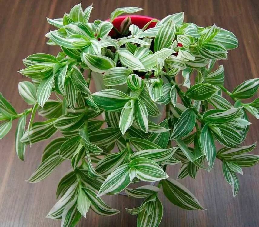 Комнатные растения, уход еженедельно.