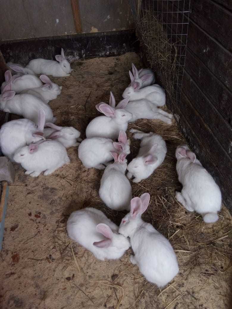 Продам кроликов.
