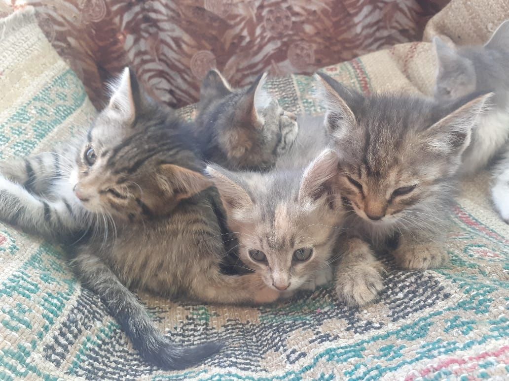 Отдам котят в добрые руки
