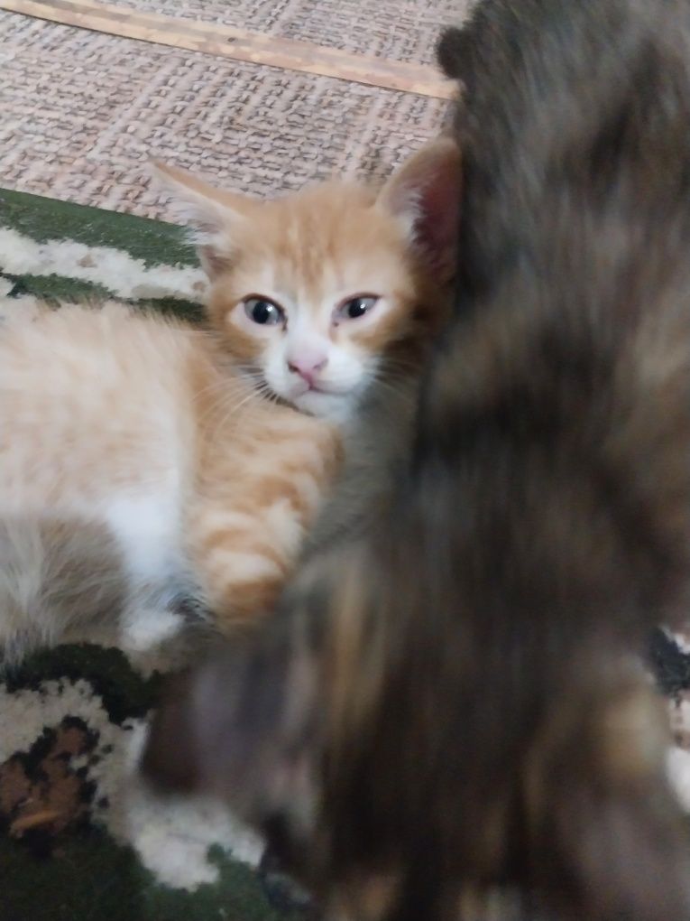 котята 2 месяца отдам бесплатно
