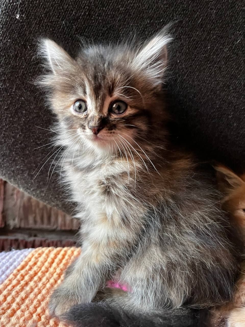 Отдаю котят бесплатно