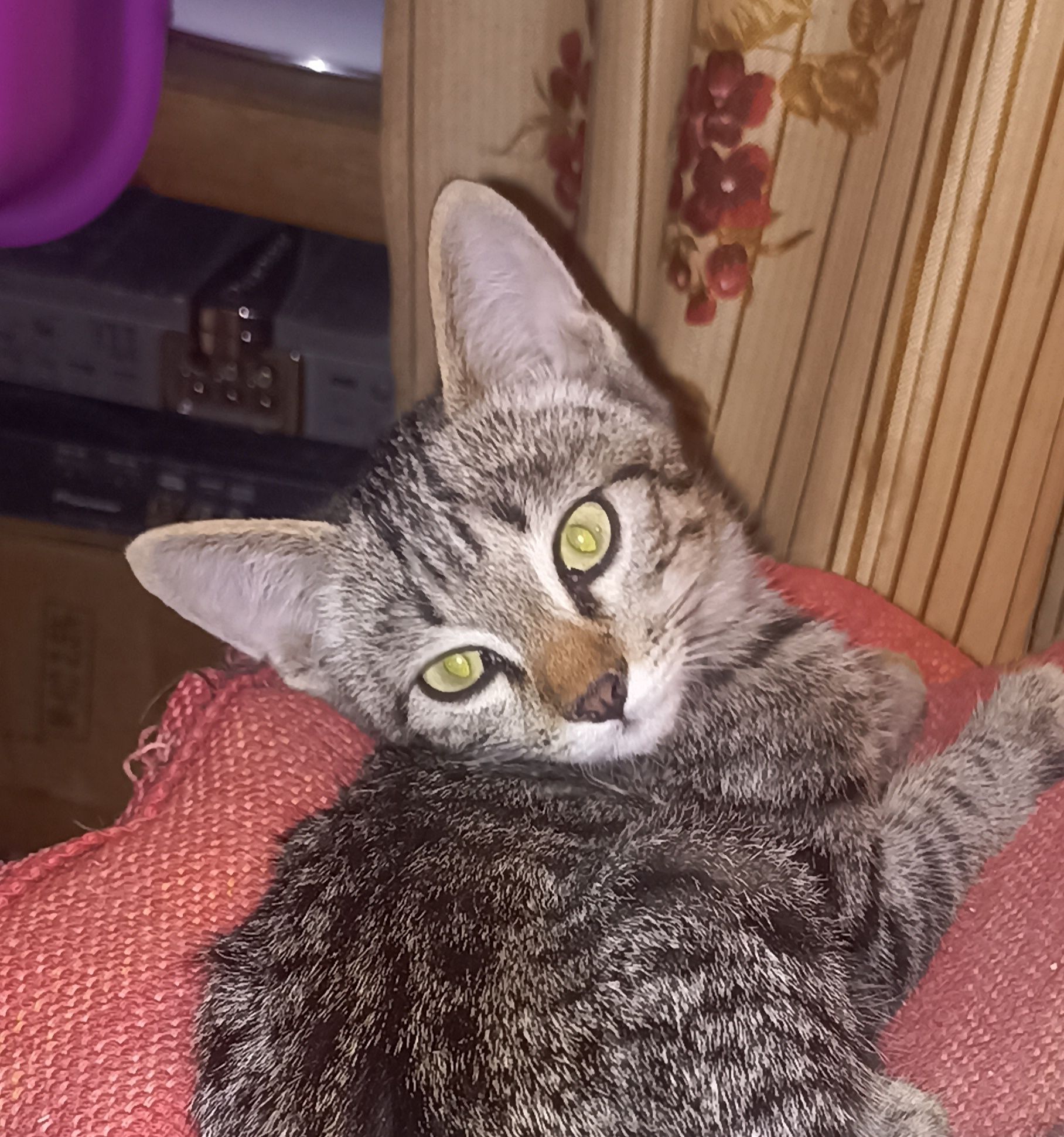 Котята! Пацанчик и девочка!