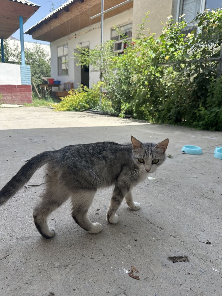 Кошка с 4 котятами отдам в хорошие руки