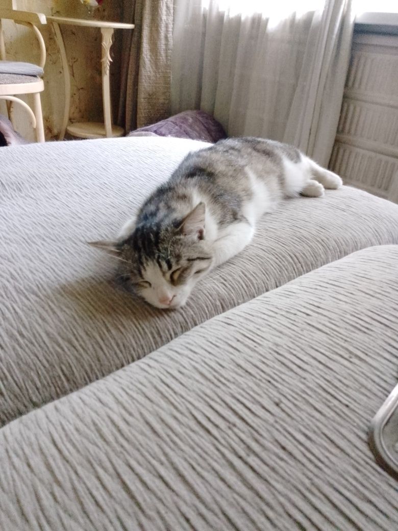 Умнейший ласковый котик будет верным другом!