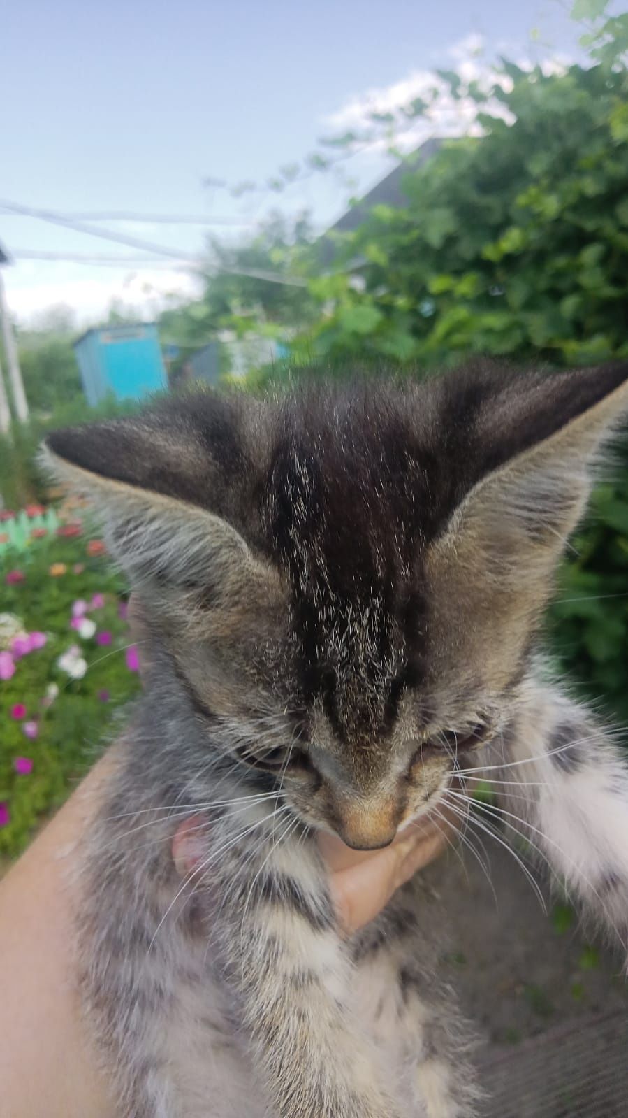 Отдам котят бесплатно