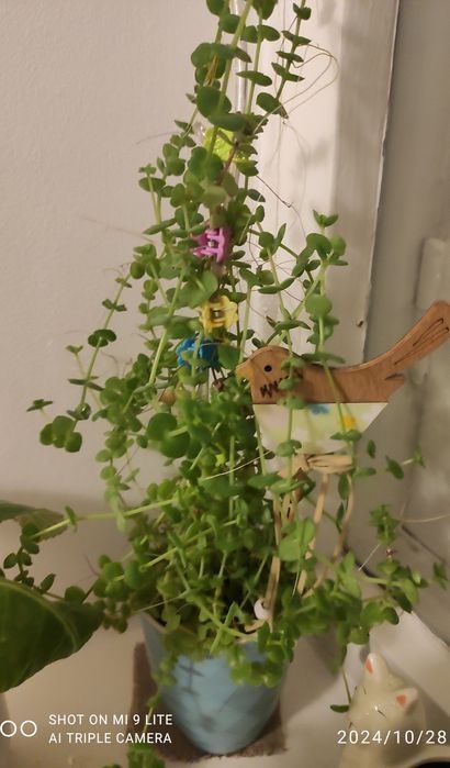 Продам суккуленты(укоренённые отростки)