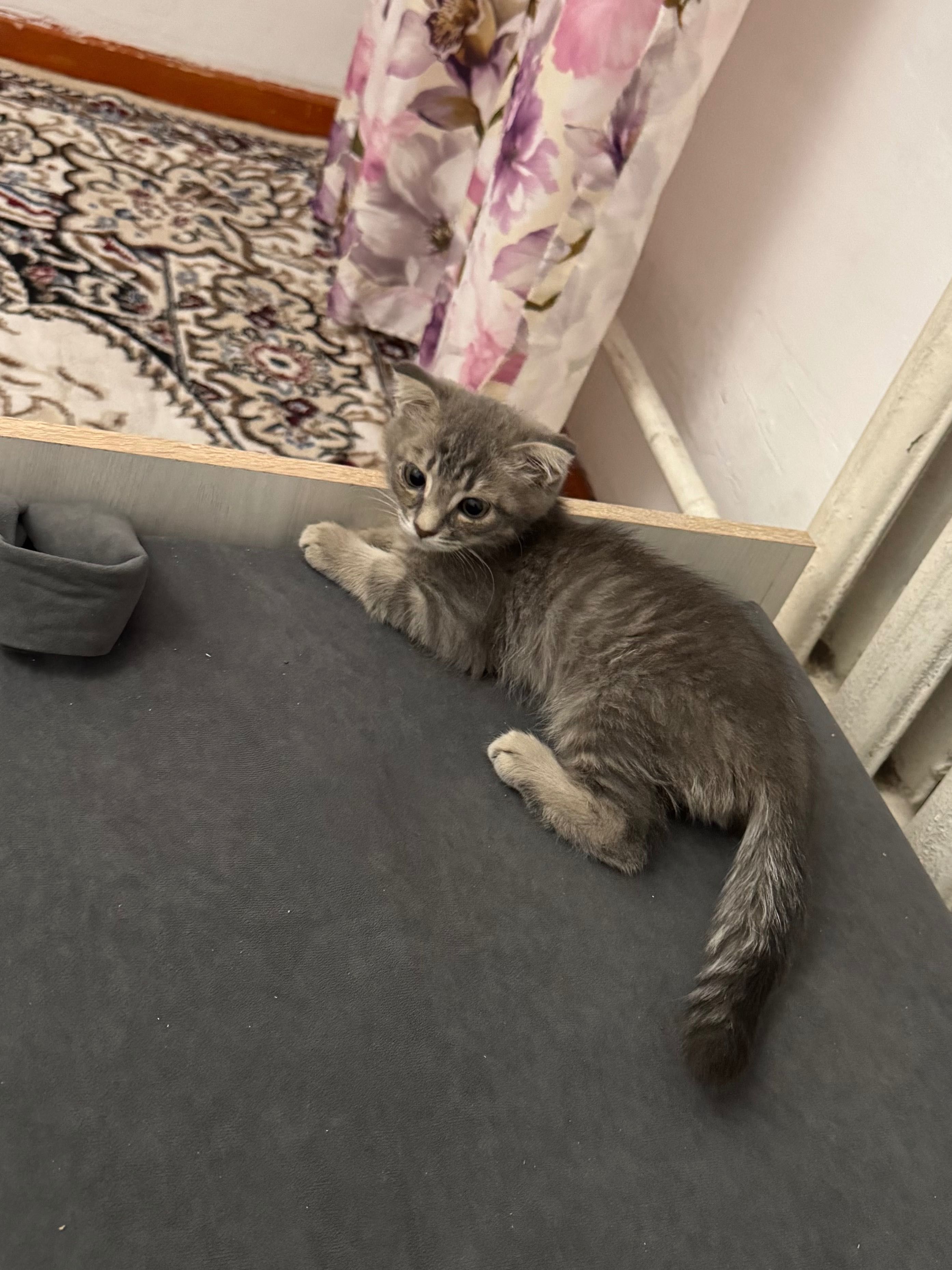 Котенок вислоухий