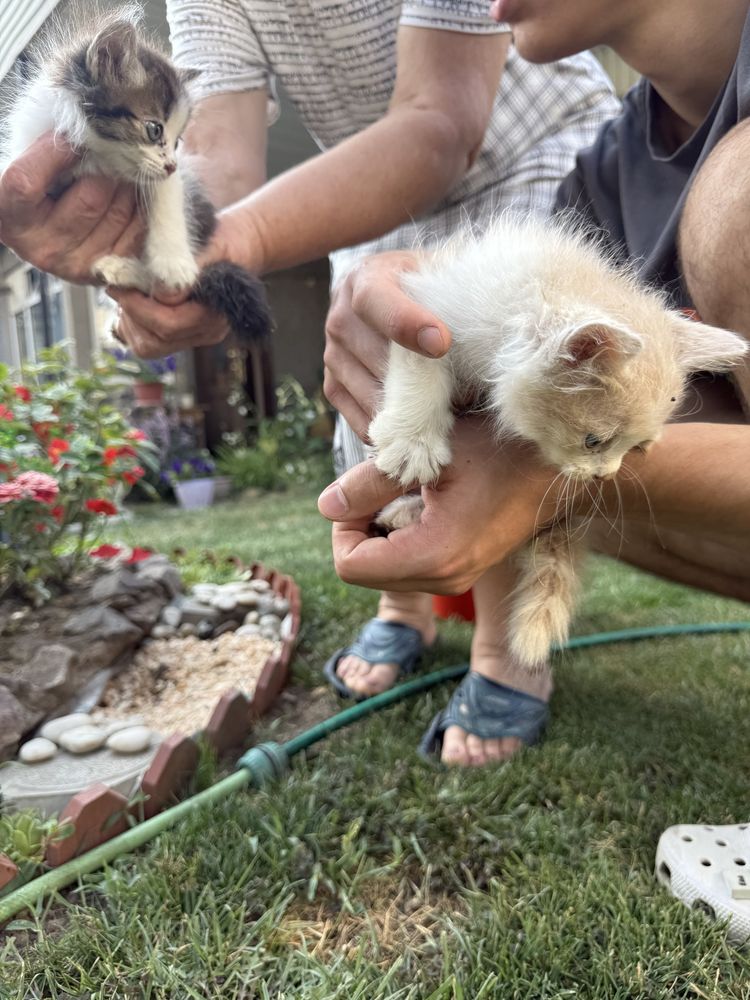 Котята в добрые руки