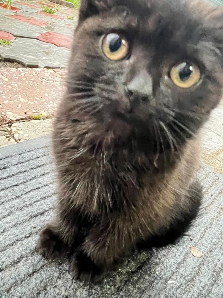 Отдам котят , смесь британцев