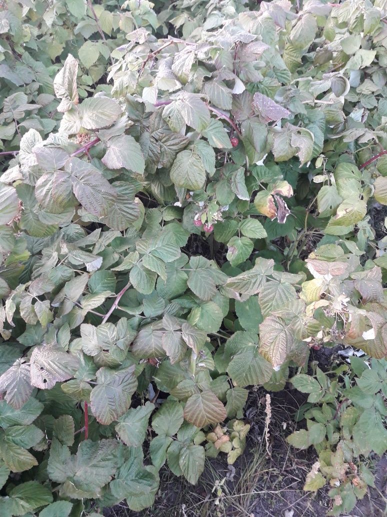 Срочно!Продам дачу