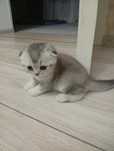 Котенок вислоухий шотландка скоттиш фолд
