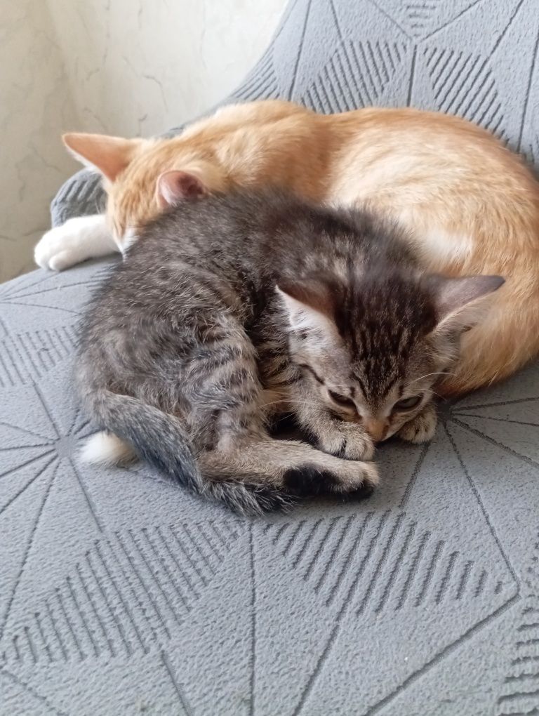 Котята в хорошие руки