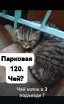 Чей котик в подъезде?