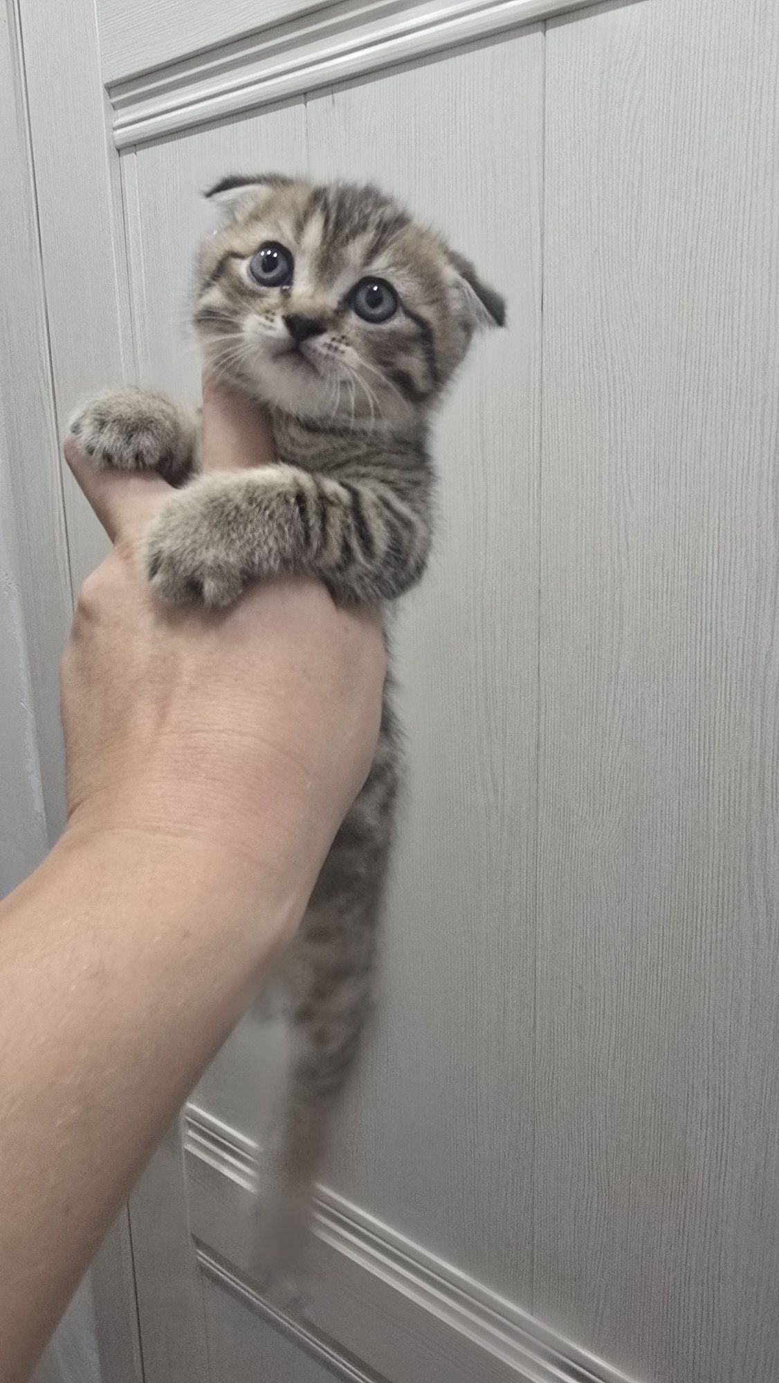 Продаю котят скотиф фолд