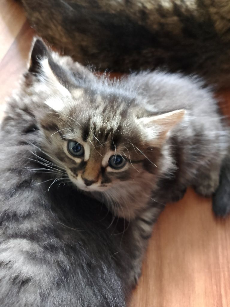 Подарим красивых котят