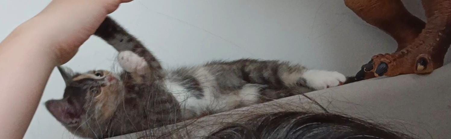 Котята бесплатно