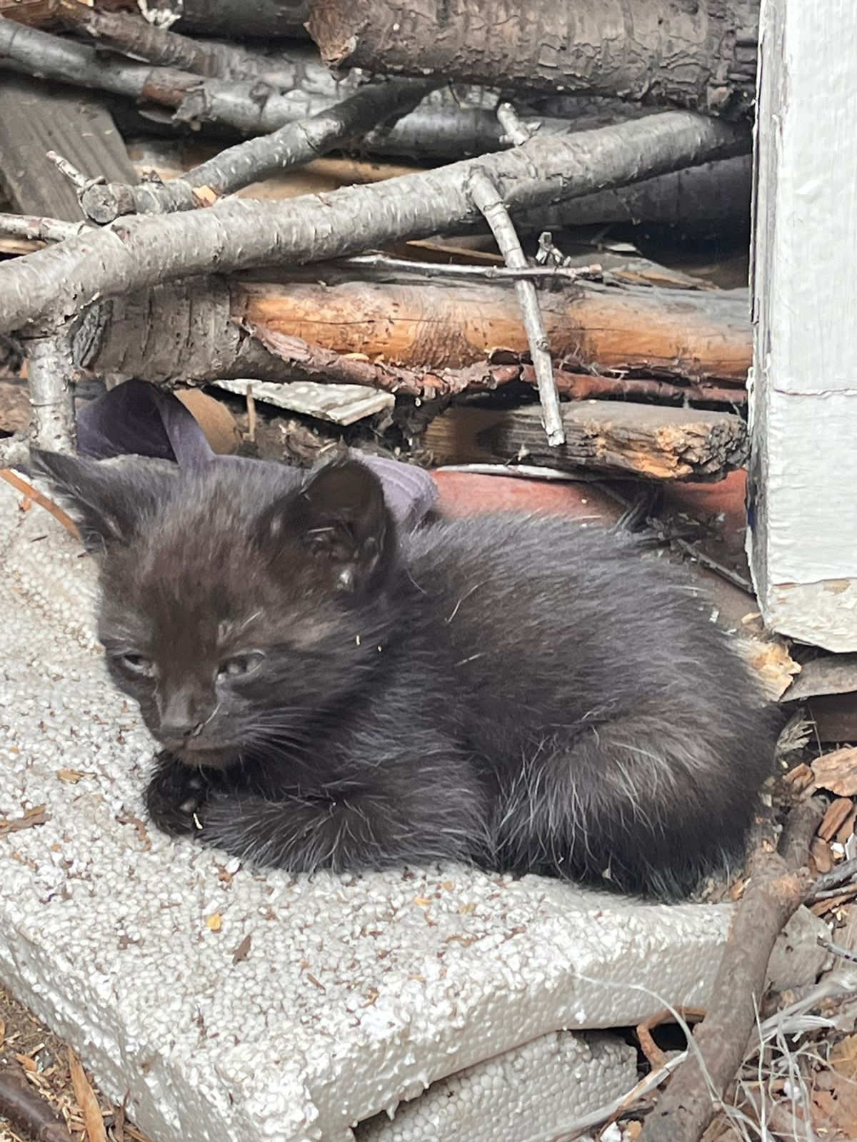 Срочно отдам в добрые руки котят