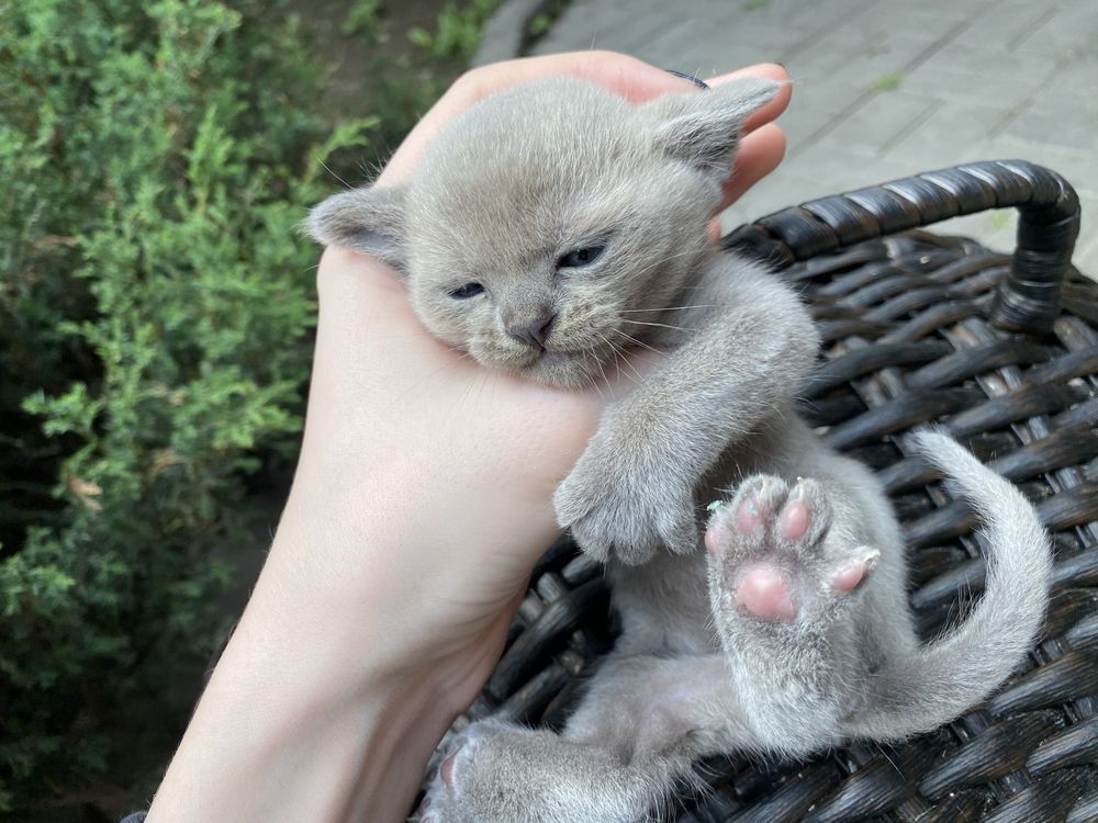 Бурманские котята