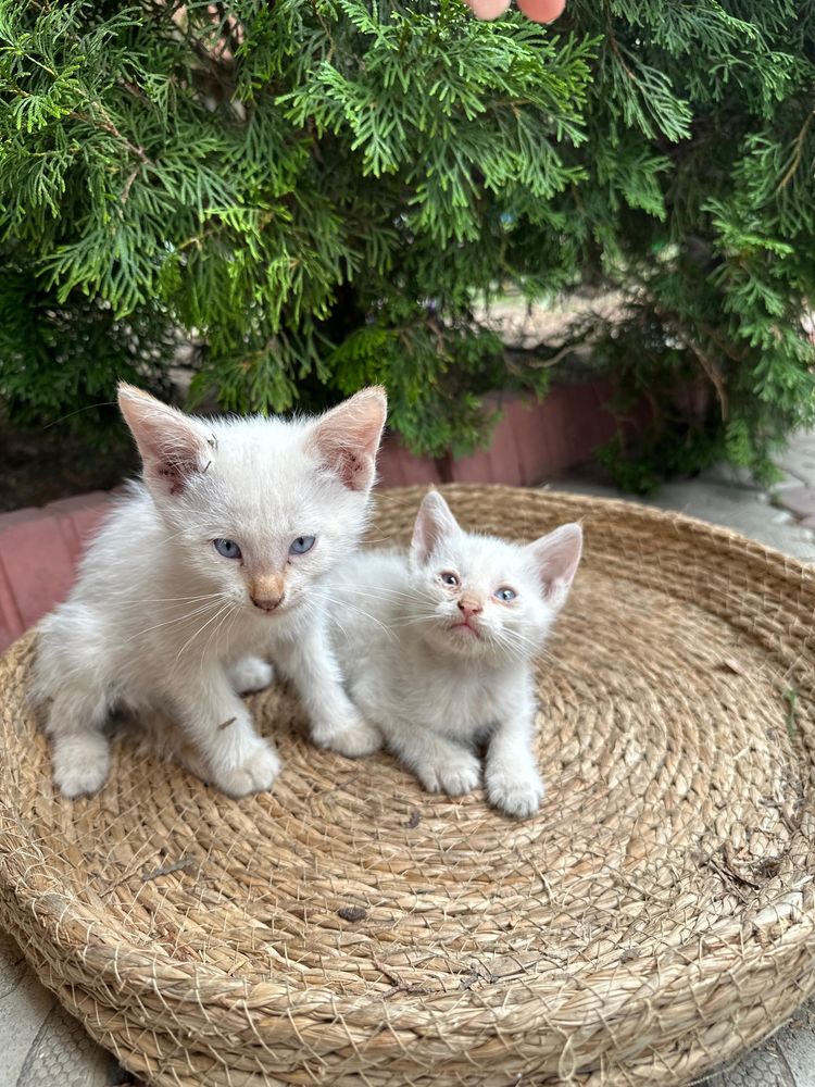 Котята отдам в добрые руки беслпатно