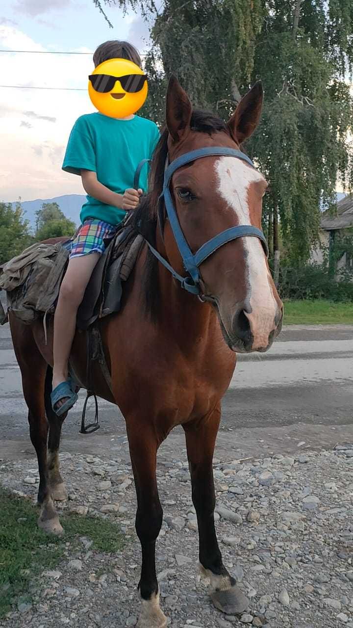 Продам ! Жеребчик 5 лет!