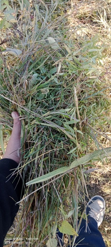 Продам Сено в рулонах