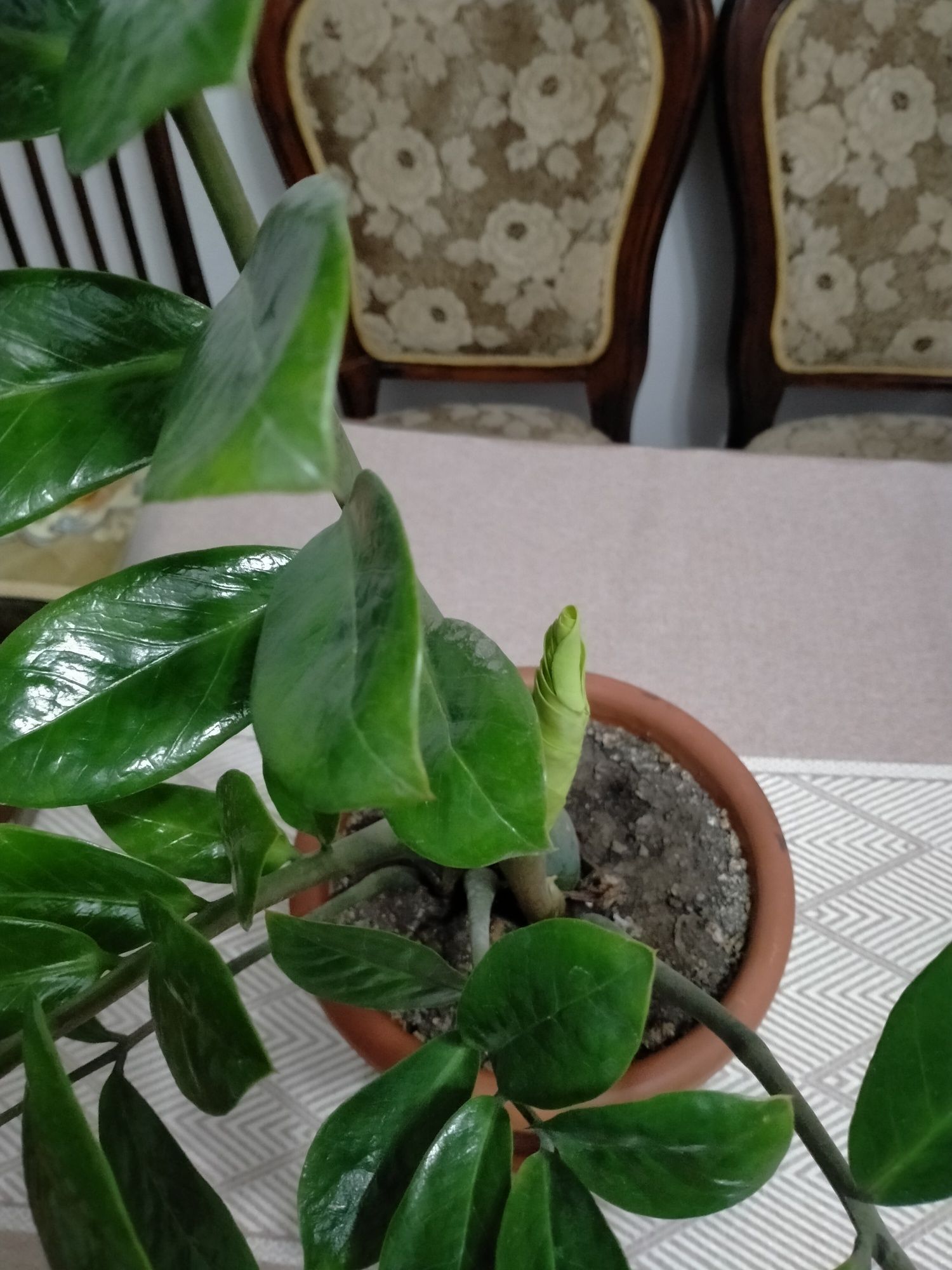 Продам замиокулькас