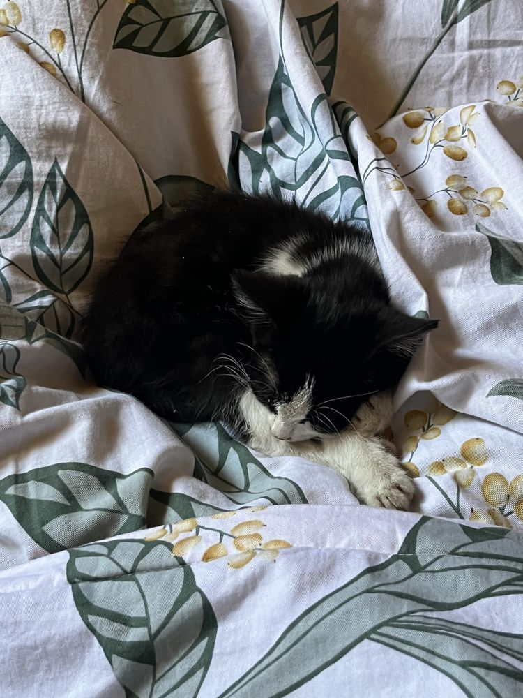 Отдаю 2 котёнка в добрые руки