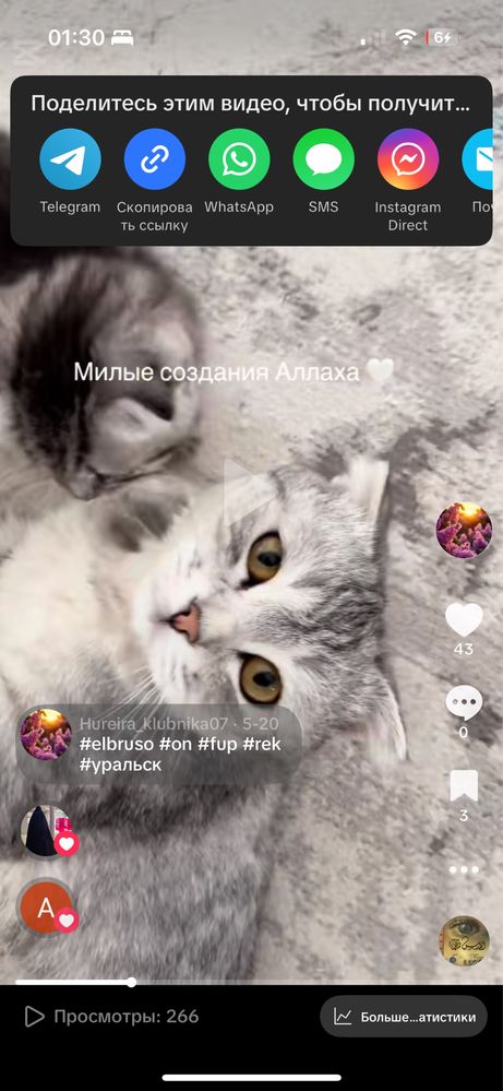 Отдам бесплатно кошку мальчик