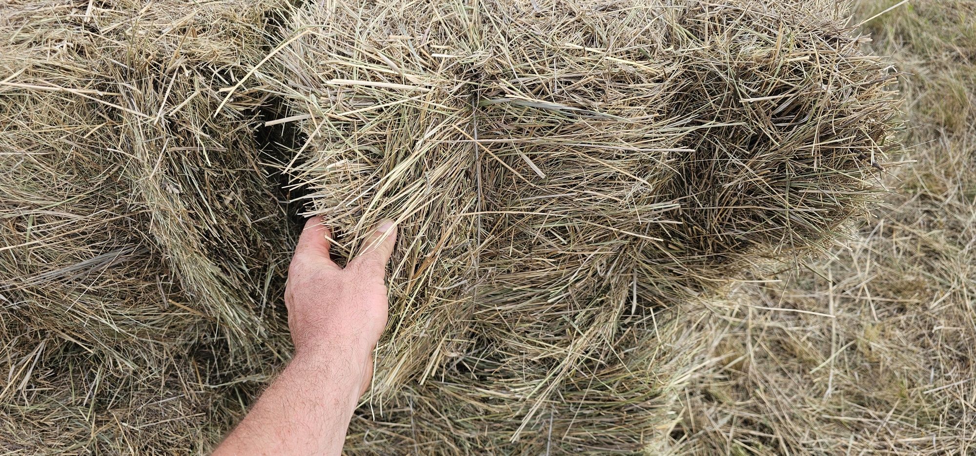 Продам сено этого года
