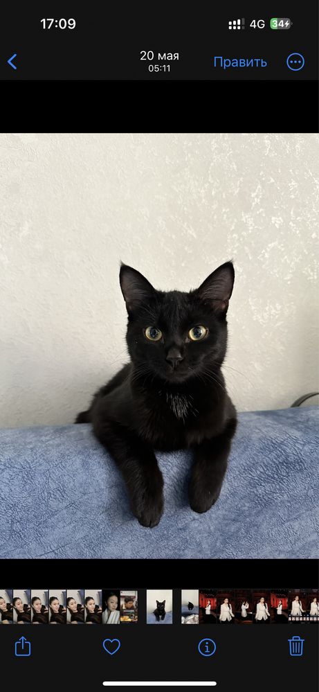 Котенок, 9 месяцев