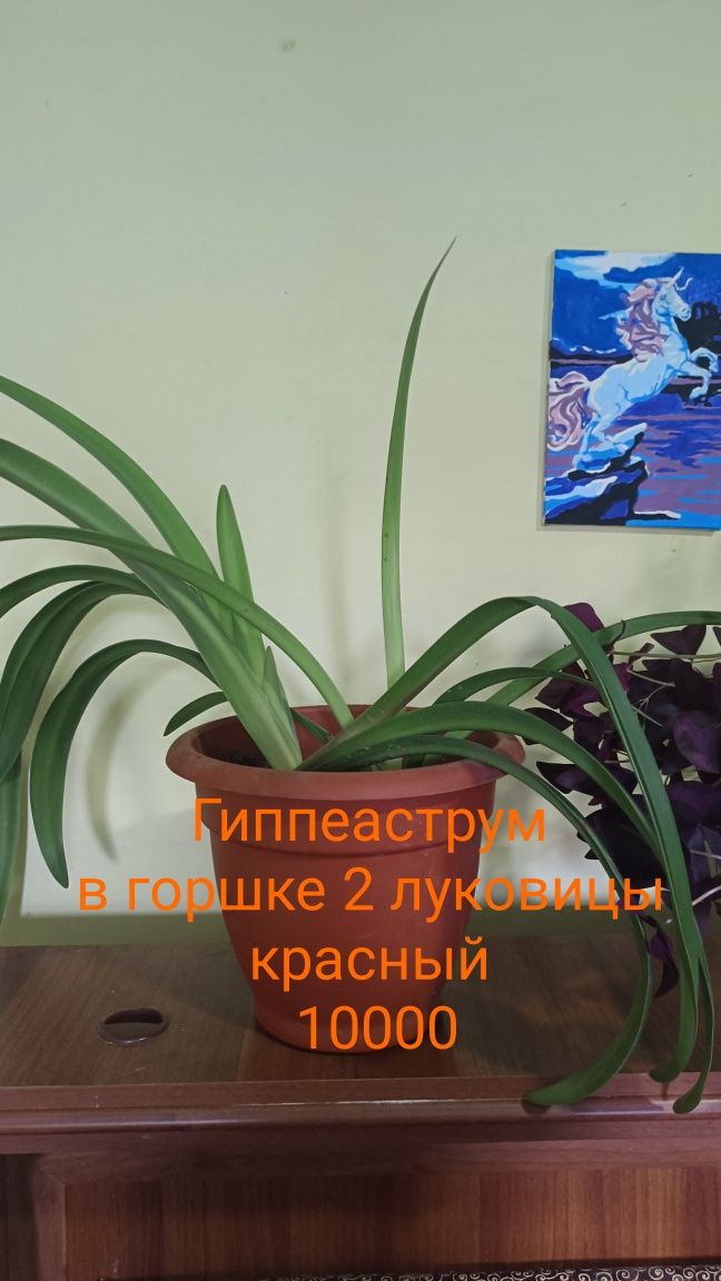 Продам комнатные растения