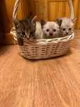 Отдам котят в добрые руки