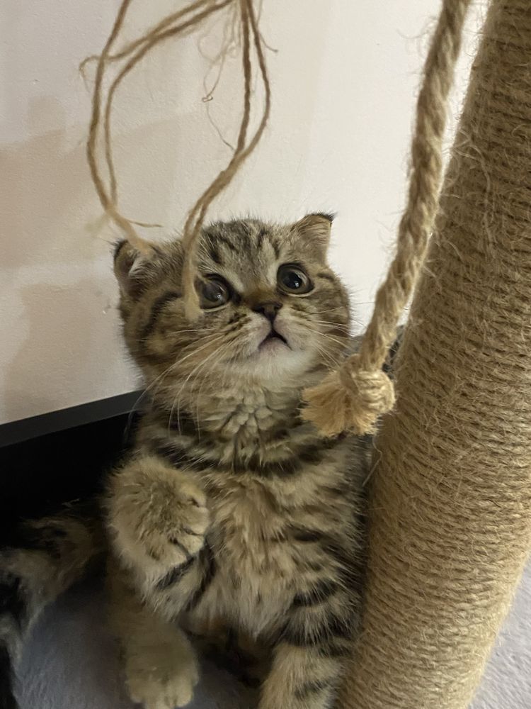 Котенок шотладская вислоухая + все в подарок