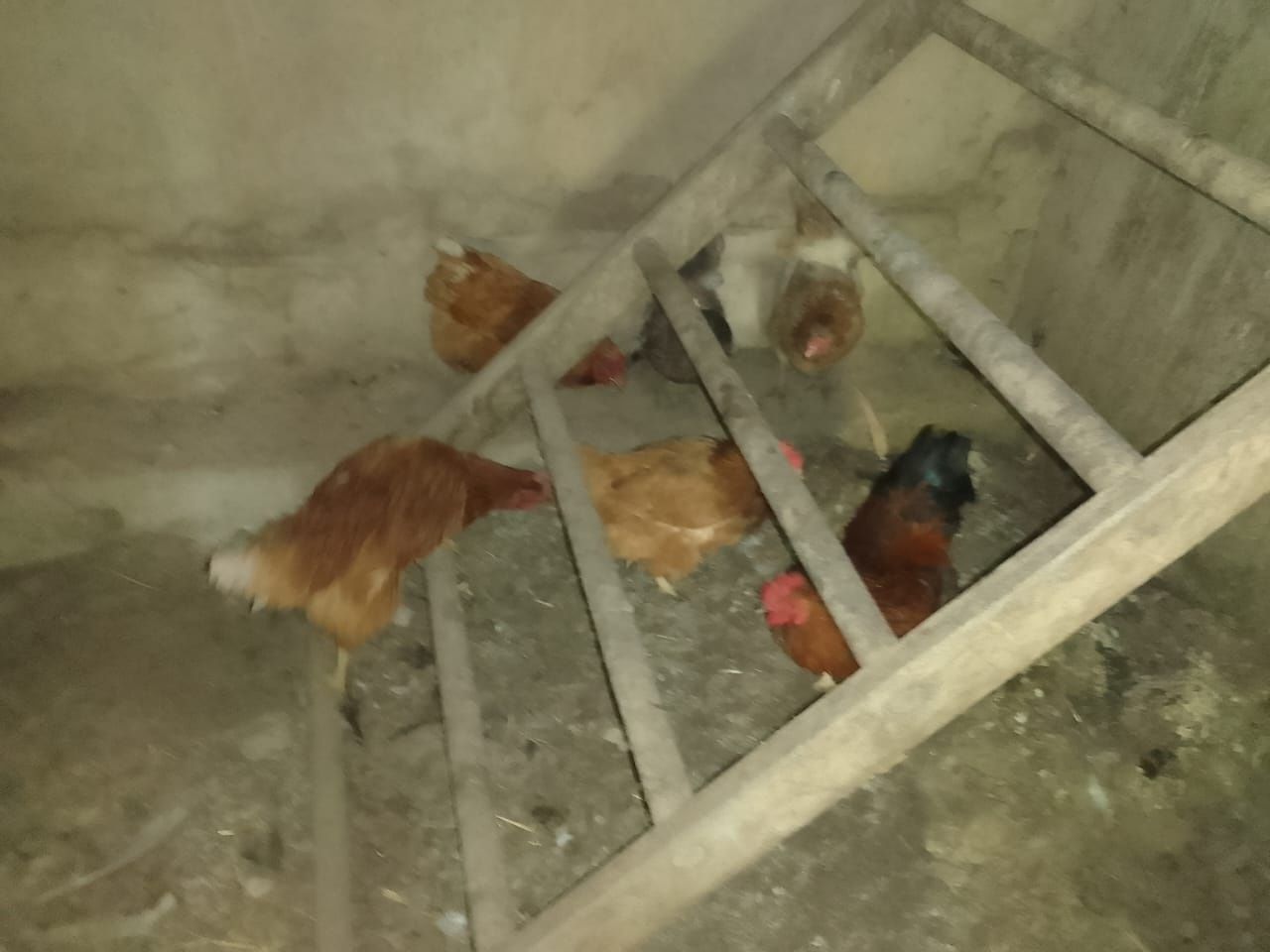 Продаю куриц не дорого