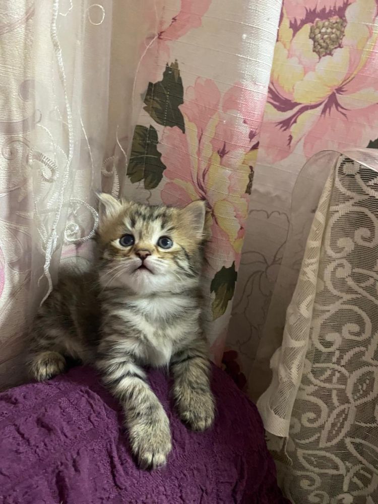 Котята 1,5 месяца
