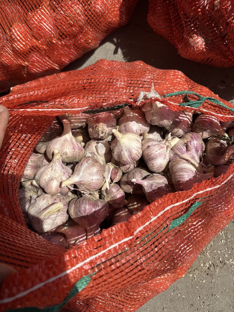 продам чеснок домашний крупный