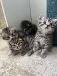 Котята вислоухие кушают сами 1 месяц
