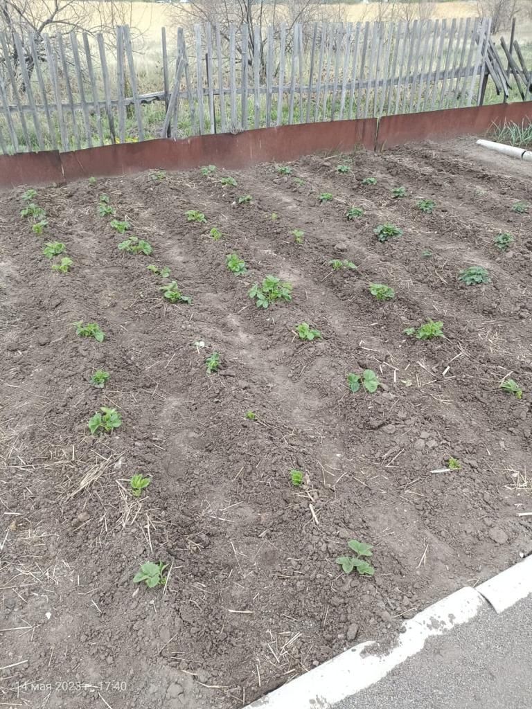 Продаем дачу в обществе Мичуринец
