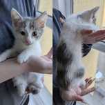 Котенок Твикс ищет семью