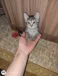 Отдам.       котят