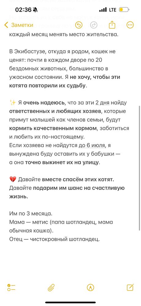 Шотландцы Котята в добрые руки