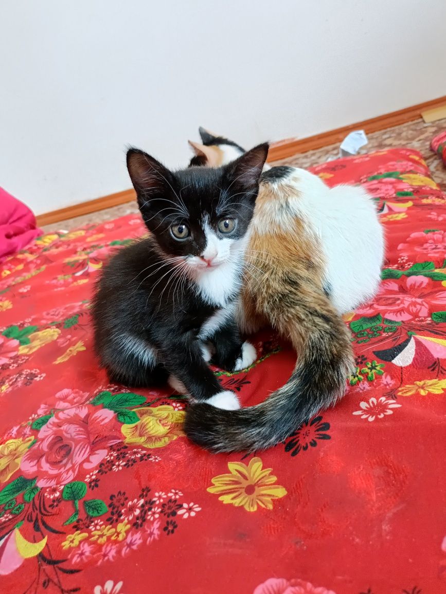 Пародистый котят