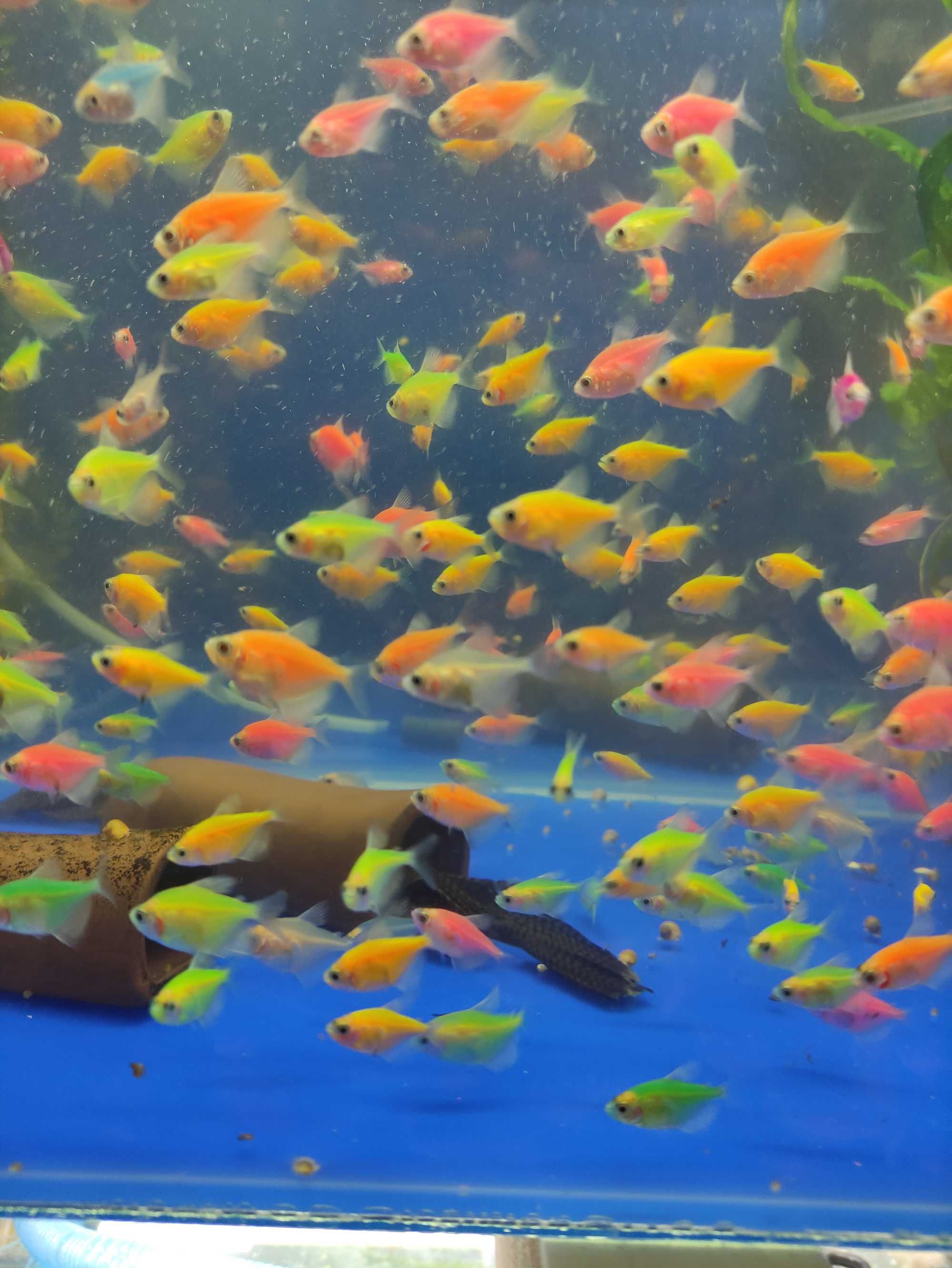 Тернеция GloFish