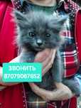 Котёнок мальчик в добрые руки