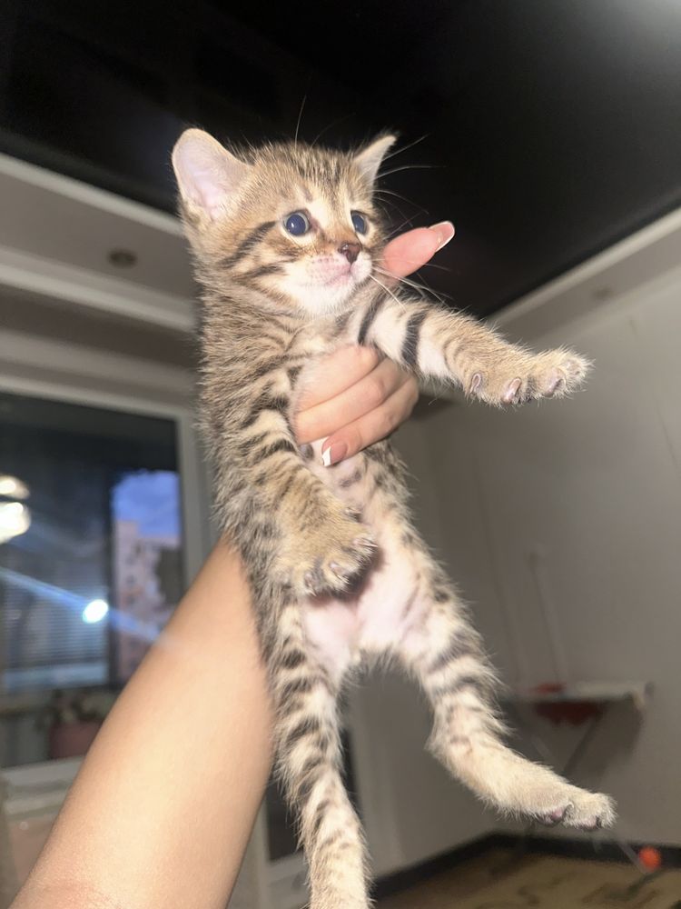 Отдам котят в добрые руки!